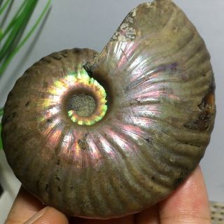 Nature Rainbow Iridescent Ammonite Shell Specimen Madagascar 98g n659 2