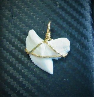 1 1/8 Inch Modern Tiger Shark Tooth Pendant