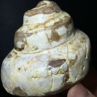 Rare Heteromorphic Ammonite Fossil – Nostoceras Malagasyense - Madagascar A4837