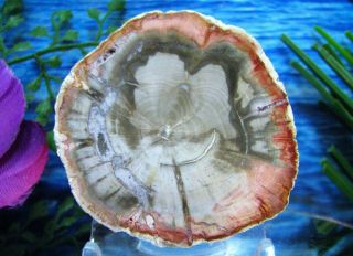 Petrified Wood Complete Round Slab W/bark Salmon Peach & Olive - Green Shell