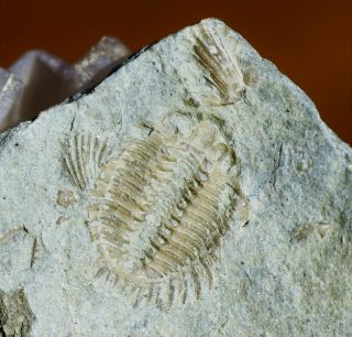 Rare Meadowtonella Trilobite Fossil Ontario,  Ordovician,  Verulam Fm