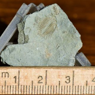 RARE Meadowtonella Trilobite Fossil Ontario,  Ordovician,  Verulam FM 2