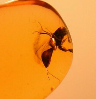 Female Chalcidid Wasp With Ovipositor In Authentic Dominican Amber Fossil Gem