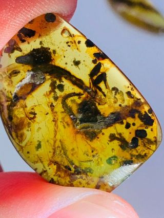 1.  45g Unknown Big Bug&fly&muds Burmite Myanmar Amber Insect Fossil Dinosaur Age