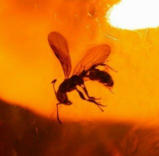 Winged Male Ant With Jaws In Authentic Dominican Amber Fossil Gemstone