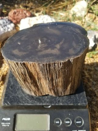 Thick Polished Petrified Wood Slab Utah W2