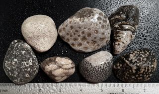 7 Michigan Fossil Sampler Cladopora,  Crinoids,  Hexagonaria Petoskey Stone,  More