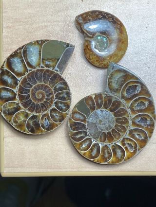 2” Ammonite Fossil Pair And 1.  25” Whole Sutured Ammonite Fossil