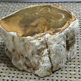 Natural Petrified Wood Crystal Polished Slice Madagascar 310g