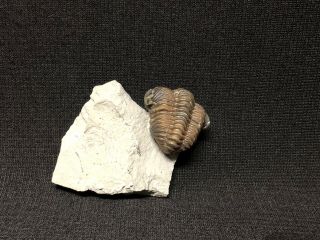 Trilobite - Sweet Pro Prep Arched Waldron Shale Calymene - Fossils Crinoid