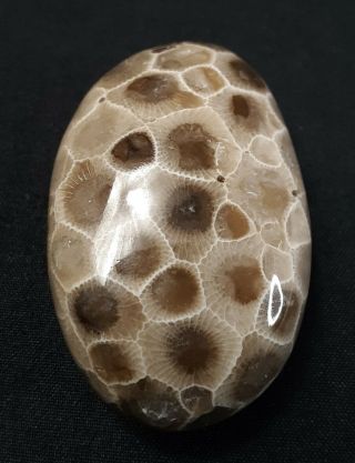 Ancient Michigan Eclipse Petoskey Stone Hexagonaria Polished Holding Pocket Rock