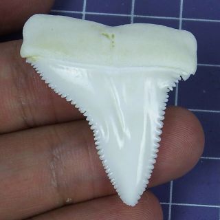 1.  610 Inch Modern Variant Great White Shark Tooth For Necklace Making Bt25
