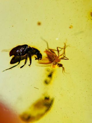 Beetle&diptera Fly Bug Burmite Myanmar Burmese Amber Insect Fossil Dinosaur Age