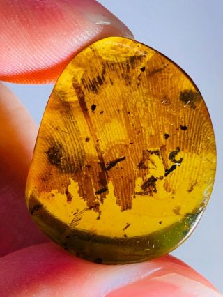 3.  24g Unknown Items Burmite Myanmar Burmese Amber Insect Fossil Dinosaur Age
