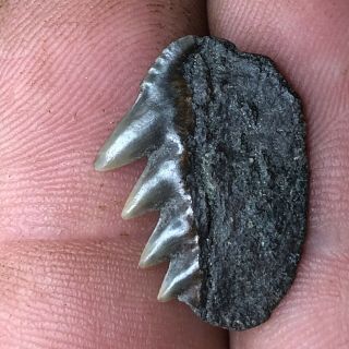 Fossil Cow Shark Tooth Miocene Age From Hoevenen Belgium 3