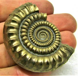 Stunning Large 51mm Golden Echioceras Ammonite Jurassic Pyrite Fossil Uk Mineral