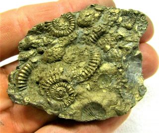 Stunning Large 68mm Golden Multi - Ammonite Bivalve Fossil Jurassic Pyrite Uk Gold