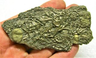 Stunning Large Golden Pyrite Crinoid Fossil Jurassic Pentacrinites Charmouth Uk