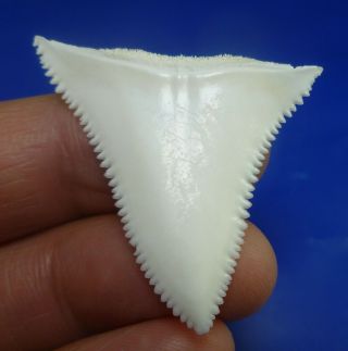 Real Modern Great White Shark Tooth Teeth 1.  57 Inch 040430