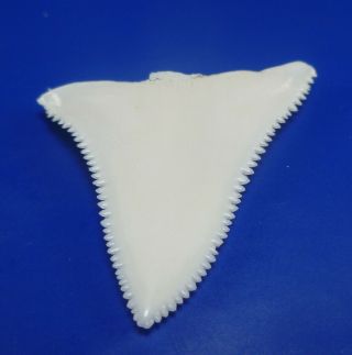 Real Modern Great white shark tooth teeth 1.  57 INCH 040430 2