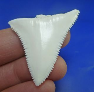 Real Modern Great white shark tooth teeth 1.  57 INCH 040430 3