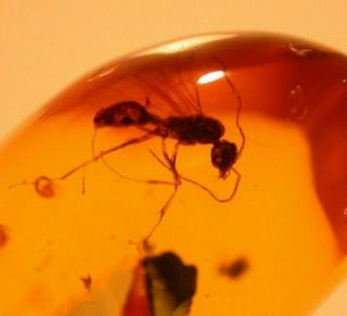 Winged Male Ant With Jaws,  Fly In Authentic Dominican Amber Fossil Cabochon