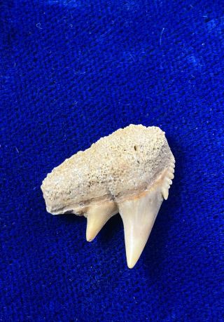 Uncommon Hexanchus Gigas Fossil Sixgill Cow Shark Tooth Chile