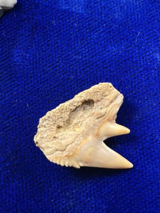 Uncommon Hexanchus Gigas Fossil Sixgill Cow Shark Tooth Chile 2