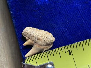 Uncommon Hexanchus Gigas Fossil Sixgill Cow Shark Tooth Chile 3
