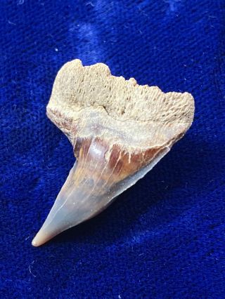 Large Upper Chile Hexanchus Gigas Fossil Sixgill Shark Tooth Cow Shark