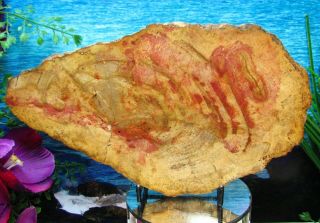 Petrified Wood Complete Round Slab W/bark Salmon Pink & Blonde Gold 9 "