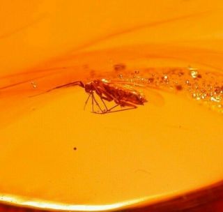 Hemiptera True Bug Piercing Proboscis In Authentic Dominican Amber Fossil Gem