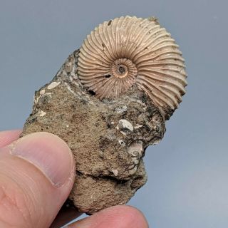 3,  1 Cm (1,  2 In) Ammonite Pseudocadoceras Jurassic Russia Fossil Ammonit