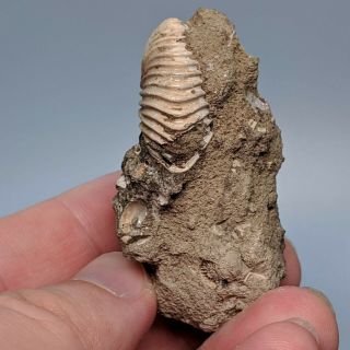 3,  1 cm (1,  2 in) Ammonite Pseudocadoceras jurassic Russia fossil ammonit 2
