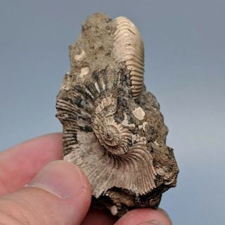 3,  1 cm (1,  2 in) Ammonite Pseudocadoceras jurassic Russia fossil ammonit 3