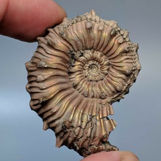 4,  5 Cm (1,  8 In) Ammonite Kosmoceras Pyrite Jurassic Russia Fossil Ammonit