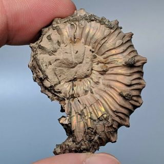 4,  5 cm (1,  8 in) Ammonite Kosmoceras pyrite jurassic Russia fossil ammonit 2