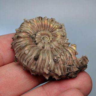 4,  5 cm (1,  8 in) Ammonite Kosmoceras pyrite jurassic Russia fossil ammonit 3