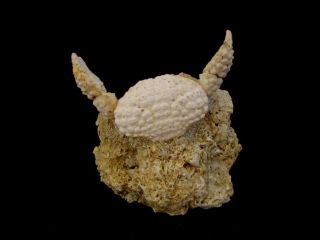 Fossils Crabs Daira Speciosa