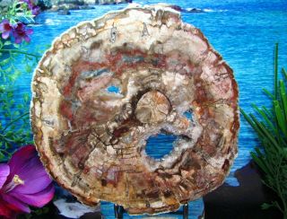 Petrified Wood Complete Round Slab W/bark Blue Pink - Don 