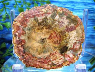 Petrified Wood Complete Round Slab W/bark Erupting Gold Salmon - Pink Flower