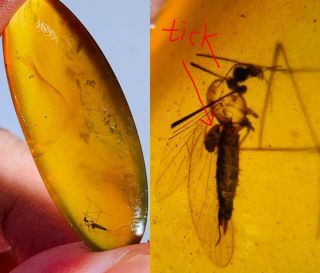 2.  83g Mosquito Fly&tick Burmite Myanmar Burmese Amber Insect Fossil Dinosaur Age