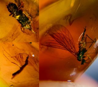 Scorpion Fly&beetle&stinkbug Burmite Myanmar Amber Insect Fossil Dinosaur Age