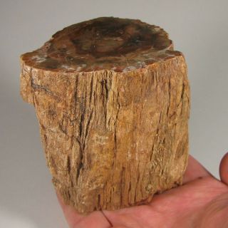 3.  3 " Polished Petrified Wood Branch Slab Fossil Standup - Madagascar - 1.  5 Lbs.