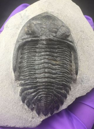 Hollardops Trilobite Fossil From The Devonian Period Of Morocco (st20)