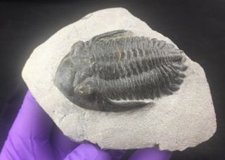 Hollardops trilobite fossil from the Devonian period of Morocco (ST20) 2