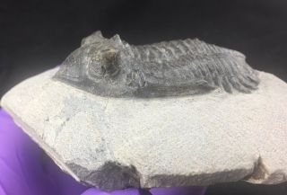 Hollardops trilobite fossil from the Devonian period of Morocco (ST20) 3