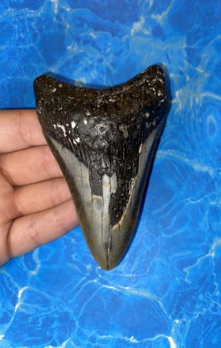 Huge 4.  10” Megalodon Shark Tooth Teeth Extinct Fossil Meg Scuba Diver Direct 995