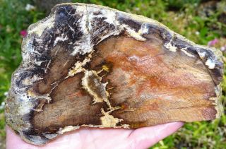 Mw: Petrified Wood HARDWOOD - Swartz Canyon,  Oregon - Thick Rough Slab 3