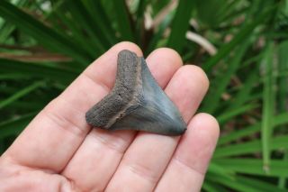 1 13/16 " Megalodon Shark Fossil Tooth Southwest Florida